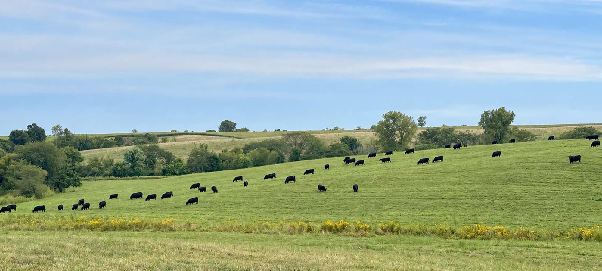 Cows in Pasture